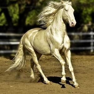 Meet your Posher, Kandi